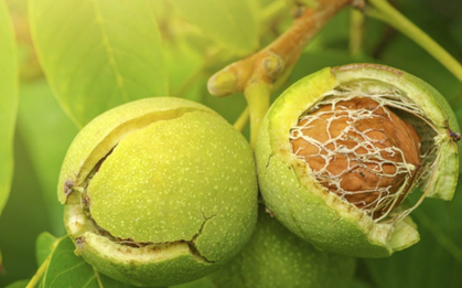 Không ăn cá hồi vẫn bổ sung Omega-3 với những thực phẩm quen thuộc này