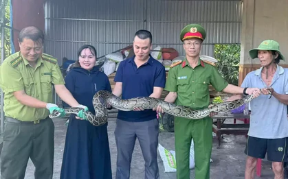 Người phụ nữ mang con trăn dài 2m giao nộp công an