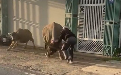 "Trâu điên" húc chủ và người đi đường, phá đám cưới: Chủ vừa mua trâu chở về tới nhà thì xảy ra chuyện
