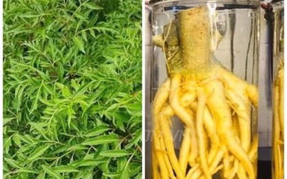 Bác sĩ hướng dẫn cách ngâm rượu rễ cây đinh lăng an toàn