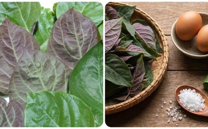 Bài thuốc chữa bệnh từ lá mơ lông