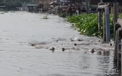 Dân Bangkok ngỡ ngàng chứng kiến đàn sinh vật “lạ” 20 con tràn vào kênh, chia phe như chuẩn bị đại chiến!
