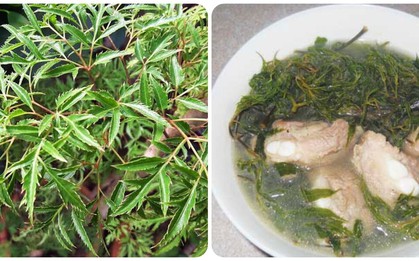 Bài thuốc chữa bệnh từ cây đinh lăng