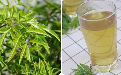 Uống nước lá đinh lăng hàng ngày có tốt?