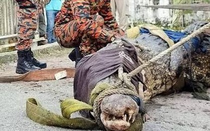 Cần thủ vô tình móc trúng "quái thú" dài hơn 4,5m, nặng trên 1 tấn: Kéo lên mới phát hiện điều bất thường