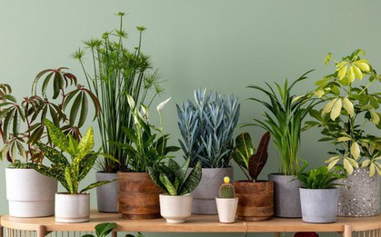 Chuyên gia 25 năm kinh nghiệm làm vườn: Đây là 7 loại cây tốt nhất nên trồng trong nhà vào năm 2026