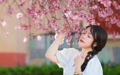 Hơn 20.000 người dùng bản đồ số ngắm hoa mai anh đào Đà Lạt