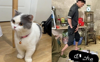 Xôn xao vụ tìm thấy mèo cưng ở lò mổ, cô gái khóc nghẹn khi chủ quán khăng khăng: "Không chuộc 6 triệu, anh livestream làm thịt cho em xem!"