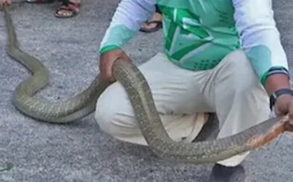 Bắt được hai con rắn hổ mang chúa khổng lồ đang đánh nhau trên đường