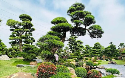 3 loại cây là "báu vật", trồng trong vườn giúp trấn trạch, giữ nhà qua nhiều thế hệ