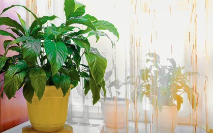 Cây lan ý "rất thích" được đặt ở vị trí này: Làm đúng thì hoa bung nở trắng muốt