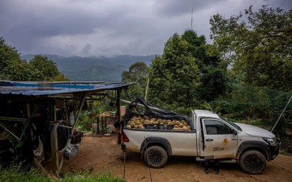 Đua nhau trồng ‘sản vật trời ban’, nông dân nước Đông Nam Á nay lao đao vì Trung Quốc giảm mua, giá rớt thê thảm, Thái Lan có thể là 'nạn nhân' kế tiếp