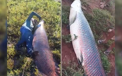 Ngư dân bắt được con cá khổng lồ nặng 135kg trên sông