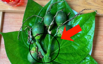 Chọn cau thắp hương đừng chỉ chọn quả to, vỏ nhẵn: Đây mới là 3 điểm cần nhìn, chỉ người "sành" mới biết