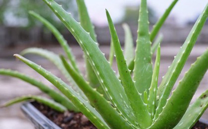5 loại cây mọng nước đẹp mắt, "hút" vượng khí, nên trồng trong nhà năm Bính Ngọ