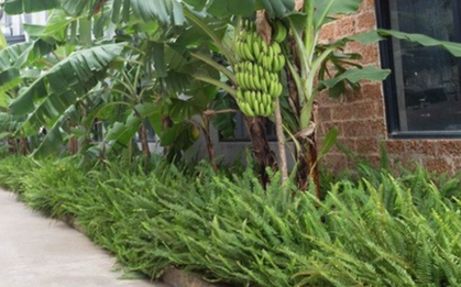 3 loại cây nên tránh trồng trước nhà năm Bính Ngọ