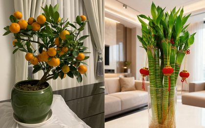 5 loại cây hút sạch độc tố, mời gọi tài lộc: Chưng trong nhà cực tốt