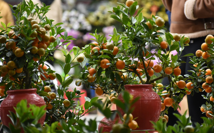 3 loại cây nhất định phải có trong nhà dịp Tết Bính Ngọ: Đỉnh cao hút may mắn, tài lộc