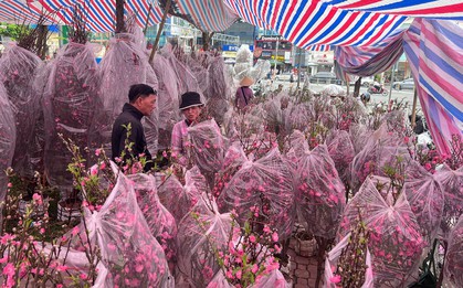 Tín hiệu bất ngờ ở 'chợ hoa đào' lớn nhất TPHCM