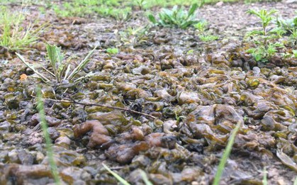 Một cơn mưa thịt sống từng rơi xuống ở Mỹ