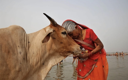 Đề xuất ôm bò vào Ngày lễ tình nhân Valentine