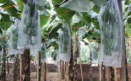 Chuối tiêu vào vụ Tết, buồng đẹp có giá tiền triệu