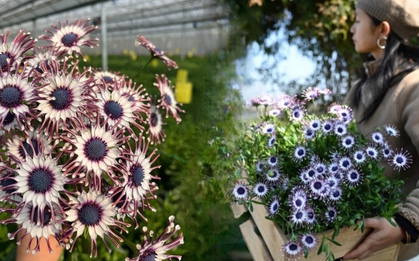 Bị chê giống... hình virus khiến nhiều người e dè chưng Tết, nhưng loài cúc "người ngoài hành tinh" này lại giấu một bí mật chữa lành kinh ngạc