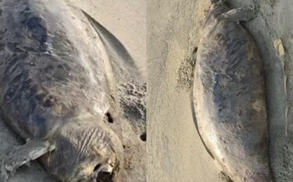 “Nàng tiên cá” đã tuyệt chủng vừa tái xuất? Phát hiện xác sinh vật bí ẩn dài 1,5 mét, phần đầu đã phân hủy