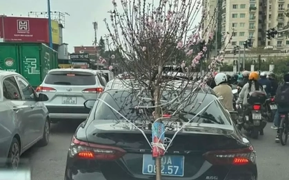 Xử phạt tài xế xe biển xanh chở cành đào che lấp biển số