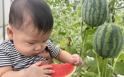 Nhà có em bé mê dưa, mẹ trồng hẳn vườn dưa mấy nghìn quả, ngắm cả khu vườn xanh mát khiến ai ghé cũng phải ngỡ ngàng