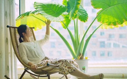 Cây trong phòng khách không phải nhiều là tốt: 3 loại nên trồng - 2 loại người xưa tránh xa