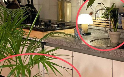 Nhiều người đặt cây này cạnh bếp cho đẹp mà không biết đang vô tình làm thất thoát tiền bạc mỗi tháng