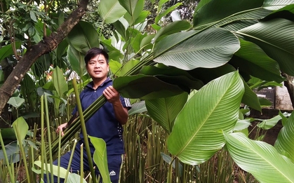 Người trồng lá dong ở Hưng Yên hối hả vào vụ Tết, đóng hàng xuất đi trời Tây