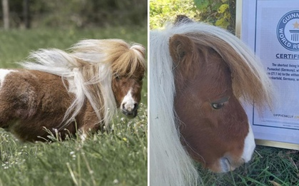 Ngộ nghĩnh chú ngựa lùn nhất thế giới