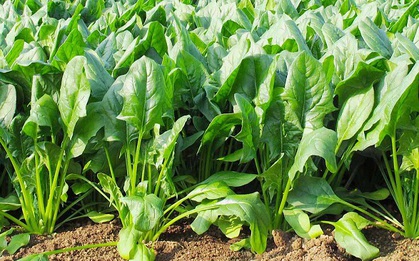 3 loại rau dưỡng gan, bổ khí huyết, ăn vào đến đâu người khỏe ra đến đó đang đầy chợ Việt