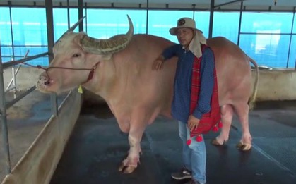 Con trâu bạch tạng khổng lồ có giá 53 tỷ đồng