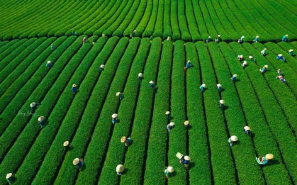 Mê mẩn đồi chè Mộc Châu mùa xuân