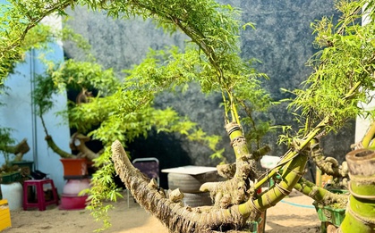 “Hô biến” gốc tre thành tác phẩm bonsai độc đáo