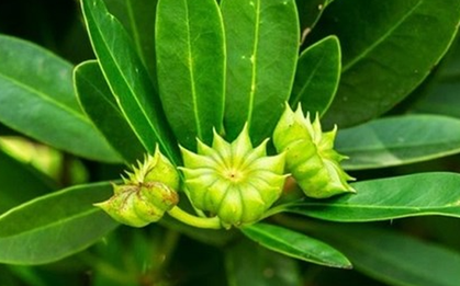 Việt Nam vừa xuất khẩu hơn 1.000 tấn hoa từ cây ‘bạc tỷ’: Thu về hơn 4 triệu USD, doanh nghiệp nào đóng góp lớn nhất?