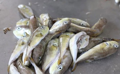 Hai ca nghi ngộ độc sau ăn cá nóc, Bộ Y tế yêu cầu điều tra