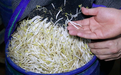 Vụ 5 tấn giá đỗ ngâm hóa chất để 1 tháng vẫn tươi: Rùng mình tác hại của 6-Benzylaminopurine, chuyên gia cảnh báo cách nhận biết, tránh rước độc vào thân