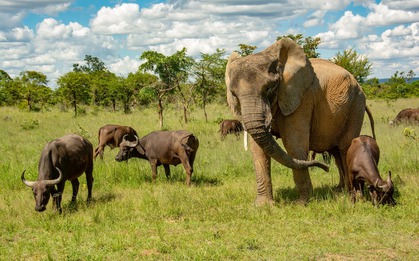 Con voi này tưởng mình là trâu, thậm chí trở thành thủ lĩnh đàn trâu và đã giết chết 14 con trâu đực đến thách đấu
