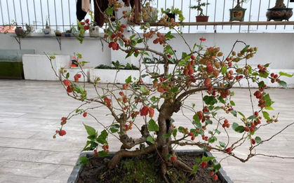 3 loại cây không nên trồng trong năm Bính Ngọ