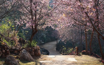 Mai anh đào trên cao nguyên Mộc Châu vào mùa đẹp nhất năm