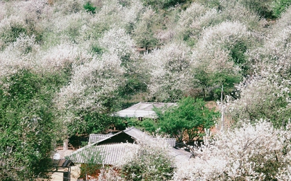 Thiên đường hoa sơn tra giữa đại ngàn Tây Bắc vào mùa đẹp nhất năm