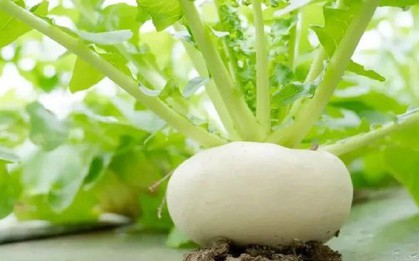 Cụ ông gây sốt vì trồng củ cải trên ban công: Củ to trắng muốt, chăm như báu vật khiến dân mạng "phát sốt"