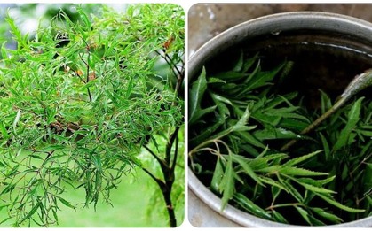 Những người không nên uống nhiều nước đinh lăng