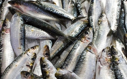 Mỹ đánh giá: Không phải cá hồi, đây mới là loài cá “tốt nhất thế giới”, cực giàu omega-3, đi chợ thấy thì nên mua ngay