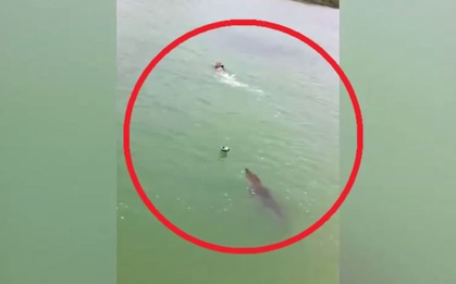 Bơi tại khu dự trữ sinh quyển, nam thanh niên bất ngờ bị "thủy quái" dài 3m truy đuổi