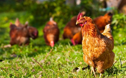 Giáo sư mang theo con gà làm "người hỗ trợ tinh thần" khi đi làm, du lịch